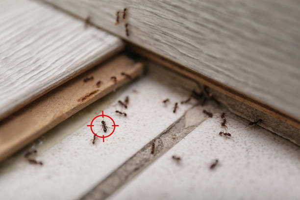  Dublin, VA Pest Control Pros