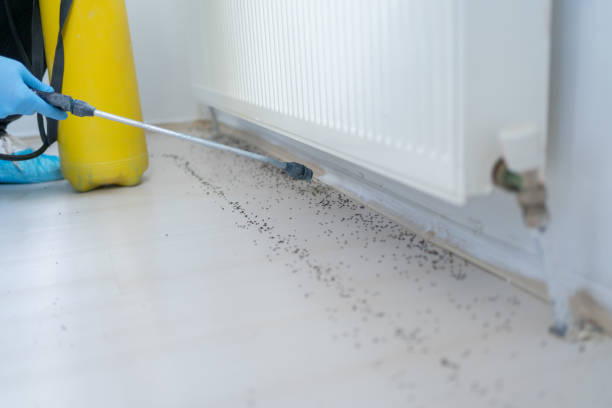 Best Affordable Pest Control Services  in Dublin, VA